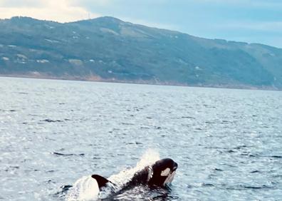 Imagen secundaria 1 - San Sebastián: aparece una orca cerca de la bahía de La Concha