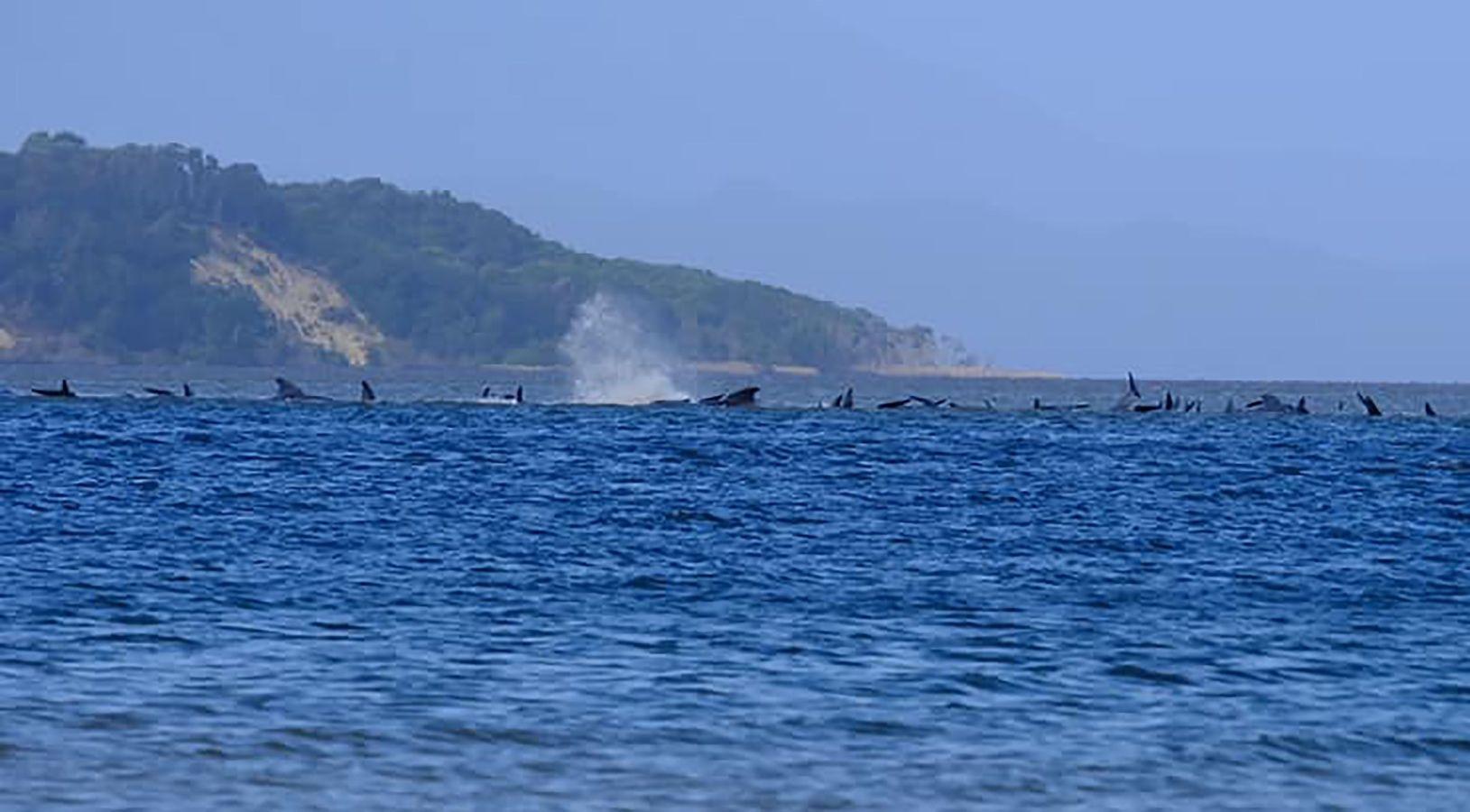 Fotos: Cientos de ballenas varadas en Australia