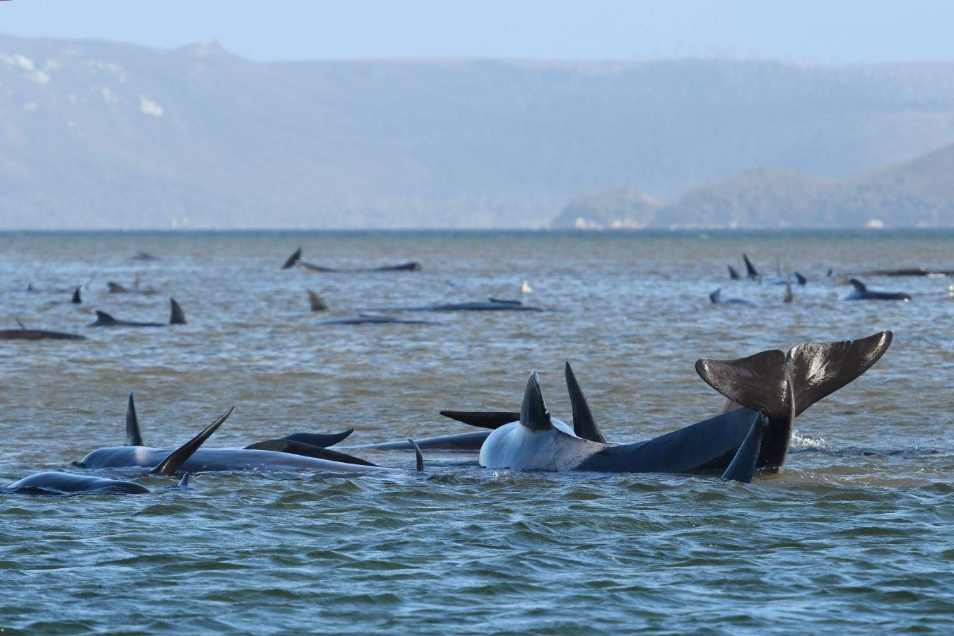 Fotos: Cientos de ballenas varadas en Australia