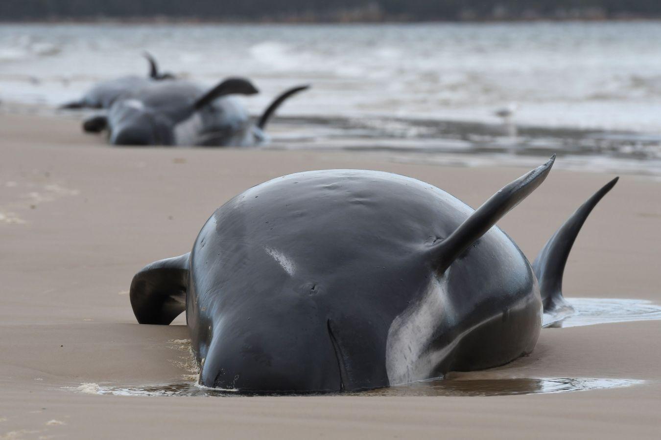 Fotos: Cientos de ballenas varadas en Australia