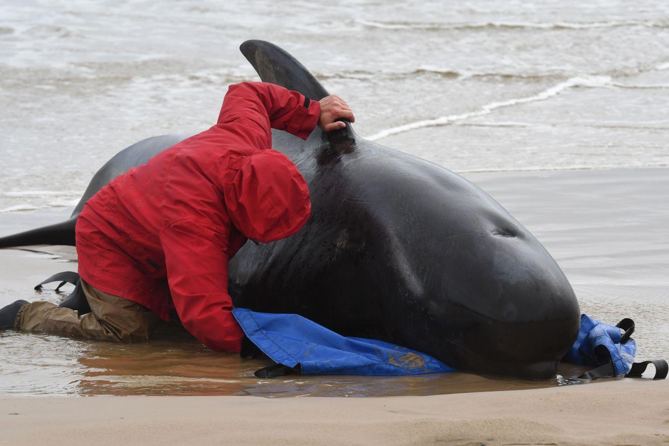 Fotos: Cientos de ballenas varadas en Australia