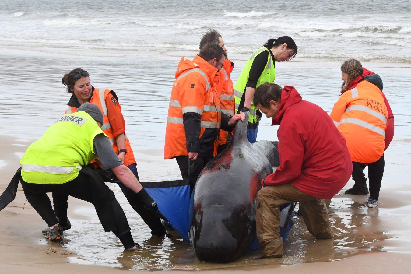 Fotos: Cientos de ballenas varadas en Australia