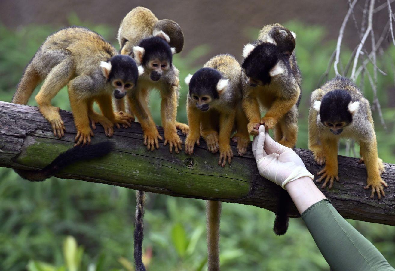 Nuevos integrantes en el zoológico de Taiwán