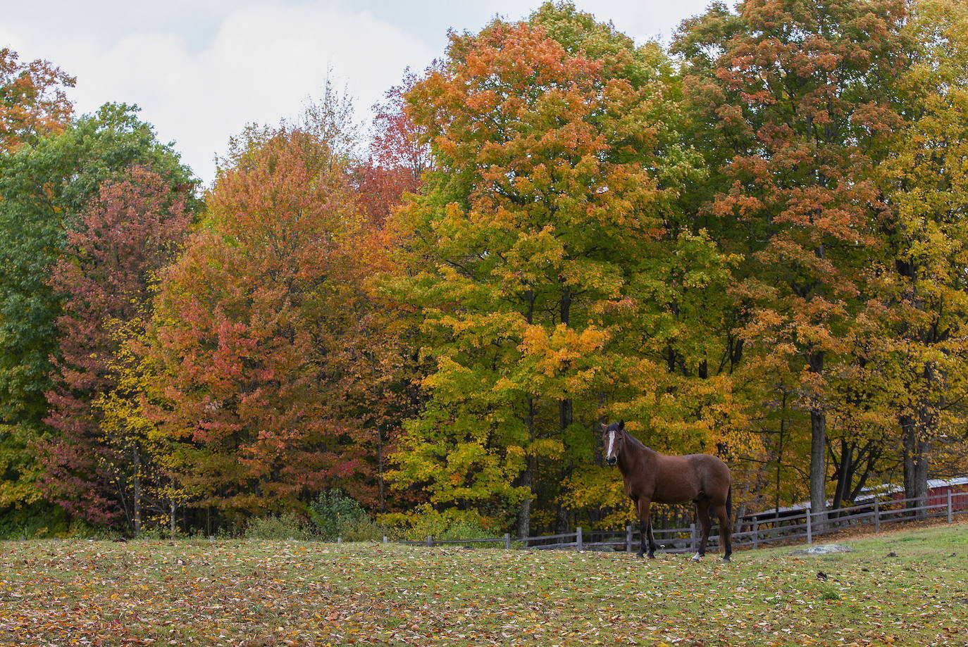 En White Mountains, de New Hampshire, los picos más altos ya registran colores otoñales que atraen a millones de visitantes de todo el mundo. Otras visitas obligadas son Peterborough, Jaffrey y Stowe, en Vermont. 