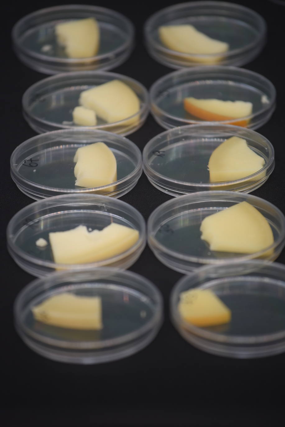 En busca del mejor queso