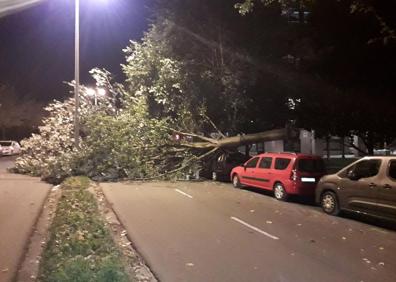 Imagen secundaria 1 - Arriba, la Audiencia Provincial de Gipuzkoa acordonada por peligro de desprendimiento. A la izquierda, árbol caído en el paseo de Errondo. A la derecha, ayer en el paseo de Zorroaga. 