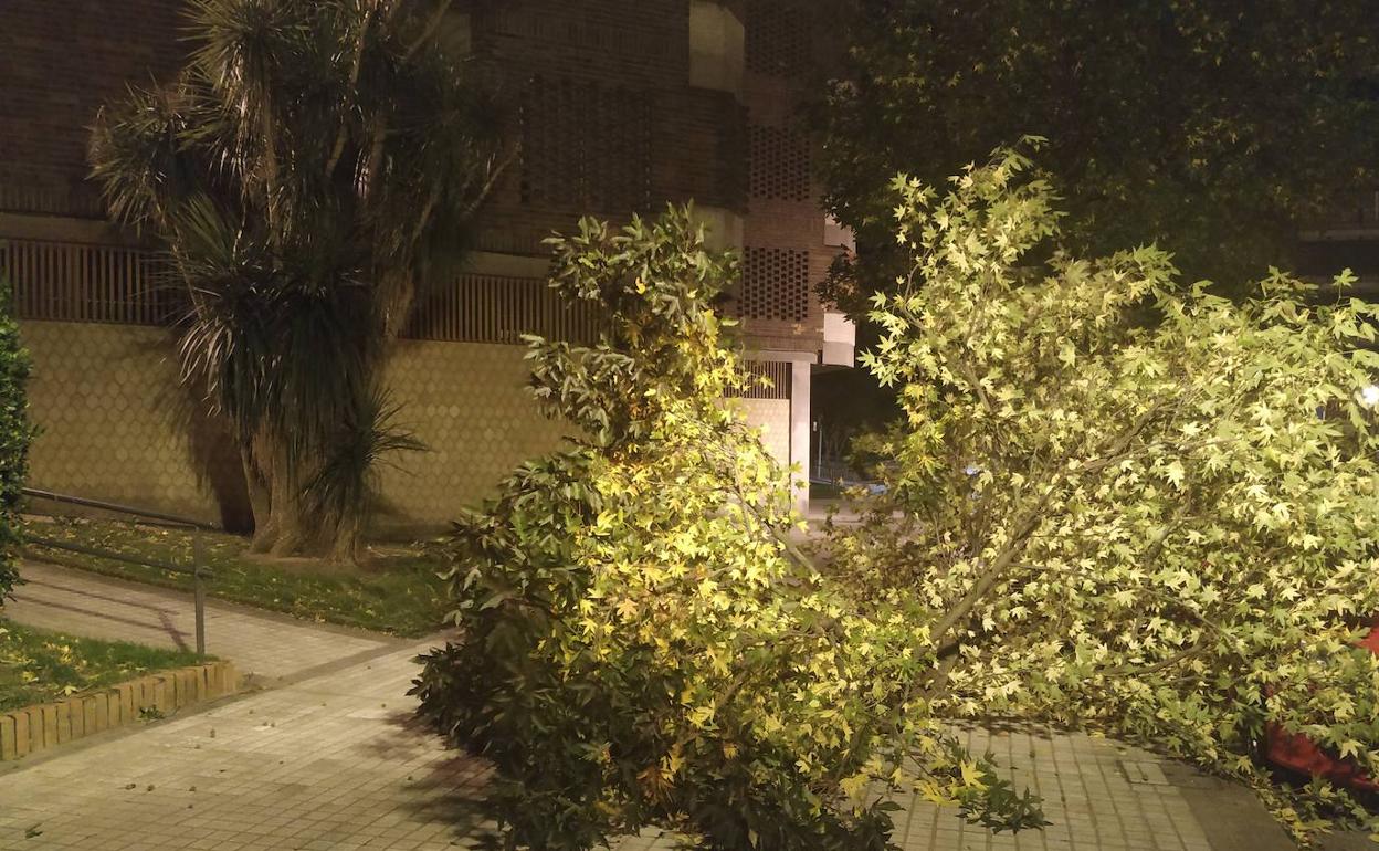 Tiempo en Euskadi: el aviso amarillo por fuerte viento se mantiene hasta el jueves