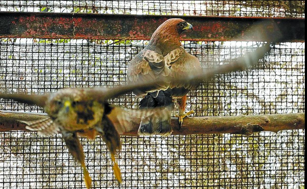 Busardo ratonero y águila calzada que han sido soltados este sábado en Zegama.