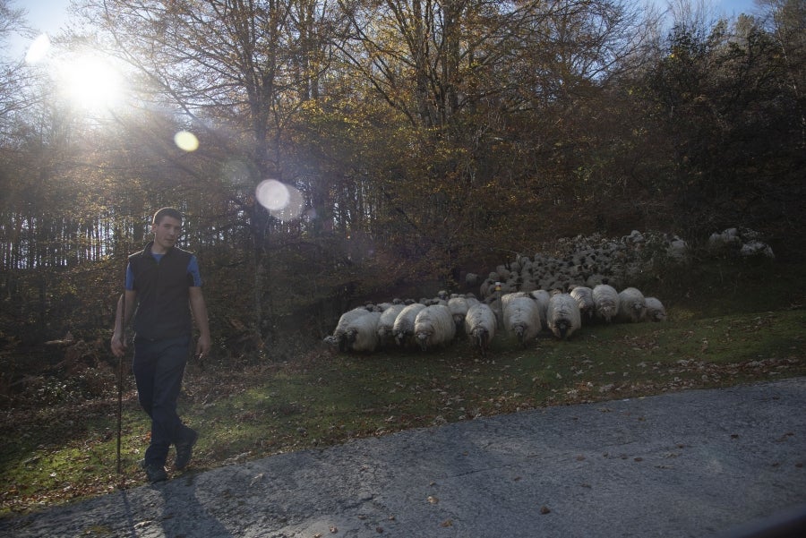 Asier Ruiz de Azua y Julen Mintegi conducen el rebaño de Etxezarreta por un hayedo. 