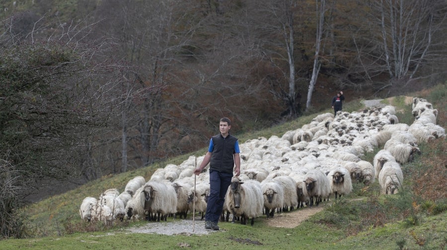 Asier Ruiz de Azua y Julen Mintegi conducen el rebaño de Etxezarreta por un hayedo. 