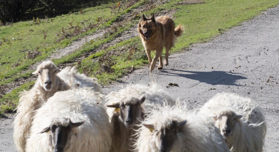 Asier Ruiz de Azua y Julen Mintegi conducen el rebaño de Etxezarreta por un hayedo. 