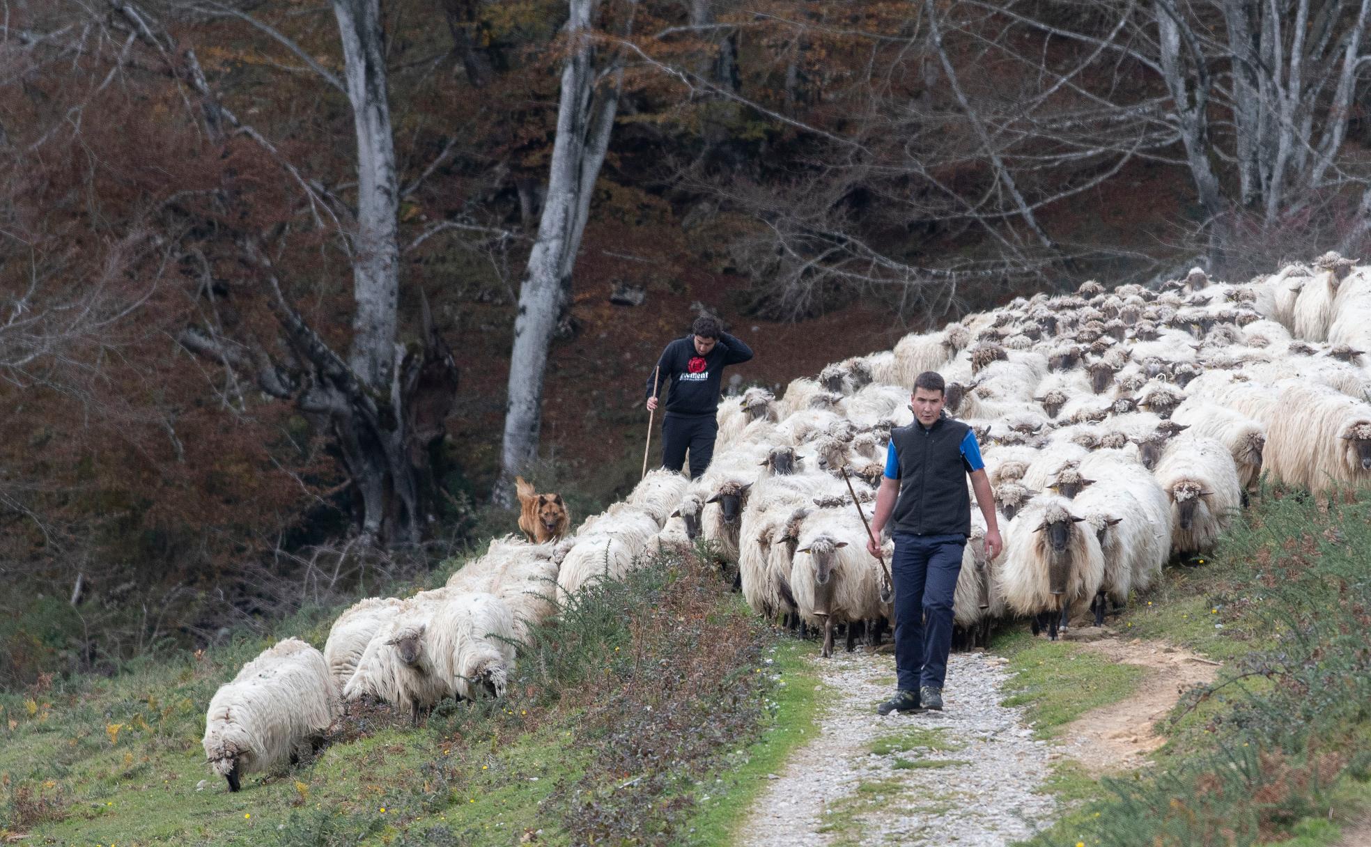 Asier Ruiz de Azua y Julen Mintegi conducen el rebaño de Etxezarreta por un hayedo