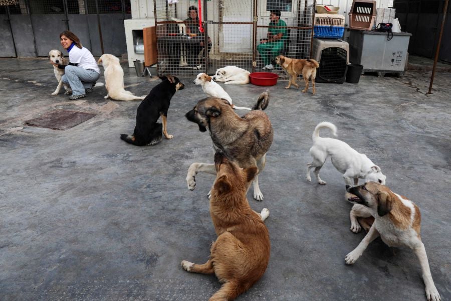 Perros callejeros. 