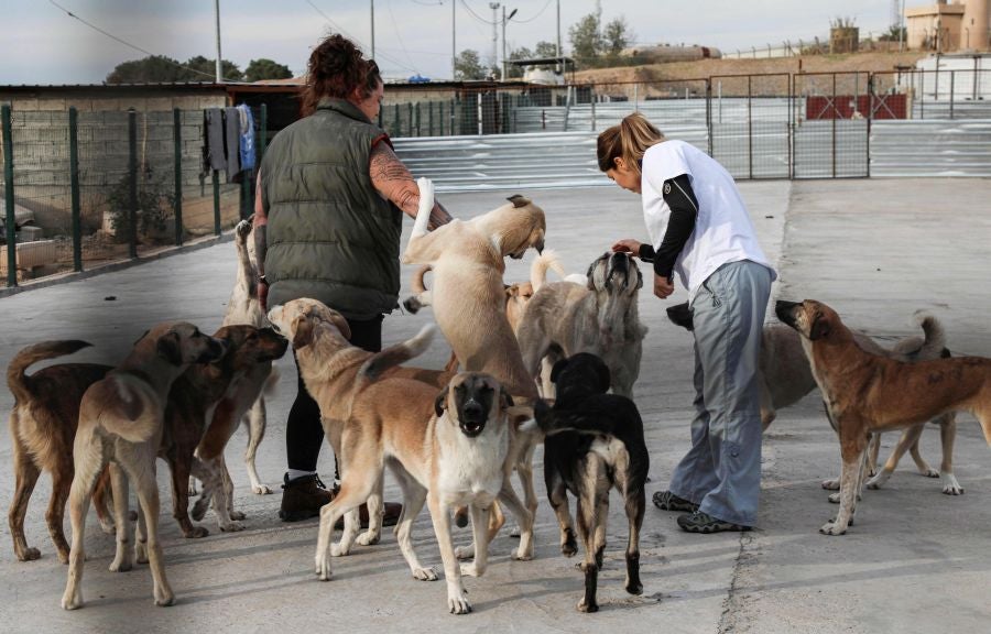 Perros callejeros. 