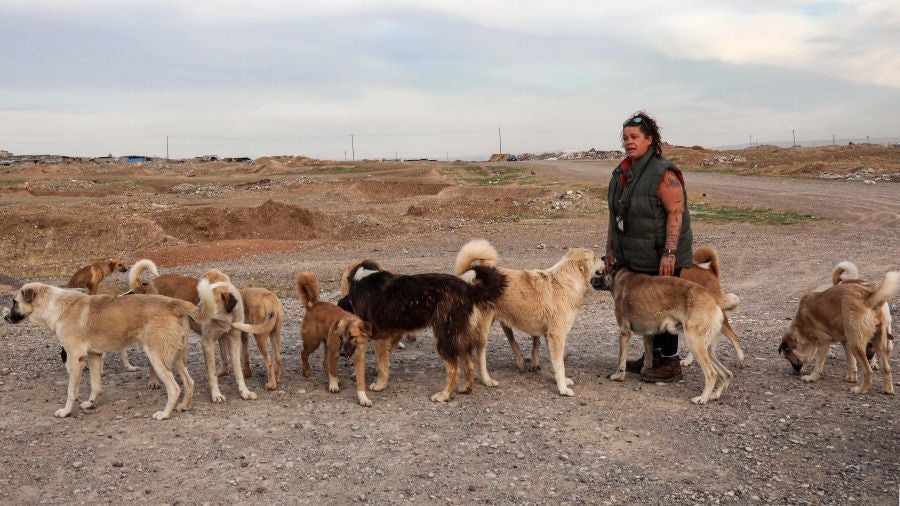 Perros callejeros. 