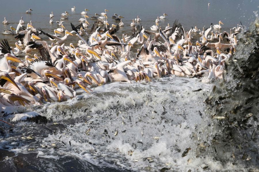 Los grandes pelícanos blancos comen pescado proporcionado por los agricultores israelíes en un depósito de agua en el valle de Emek Hefer, al norte de Tel Aviv. Se estima que 50.000 pelícanos hacen escala en Israel durante su migración anual desde los Balcanes a África, donde disfrutan de un invierno suave antes de regresar a Europa. Descansan y se alimentan durante semanas, lo que provoca el caos para los piscicultores, cuyas piscinas y embalses comerciales al aire libre proporcionan un festin para las aves.