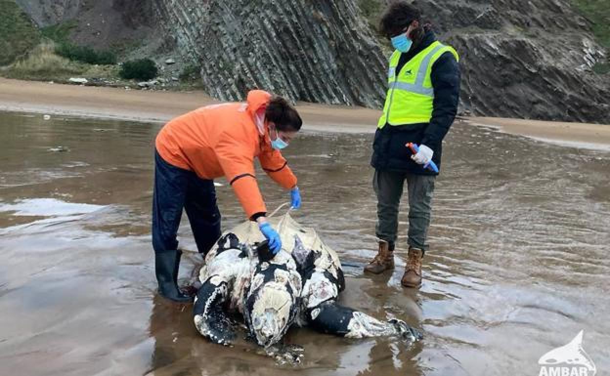 Voluntarios de Ambar miden el cuerpo de la tortuga laúd hallada en Sopela 