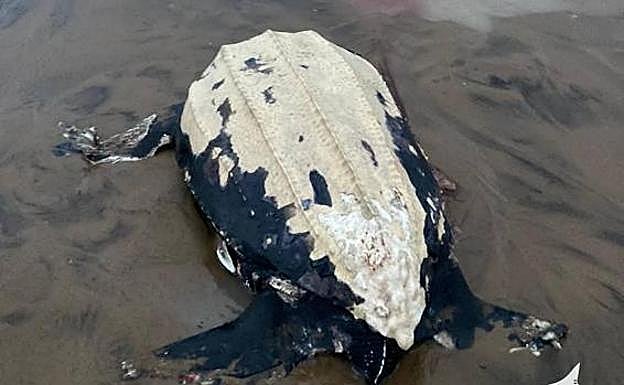 El caparazón de la tortuga estaba en muy mal estado
