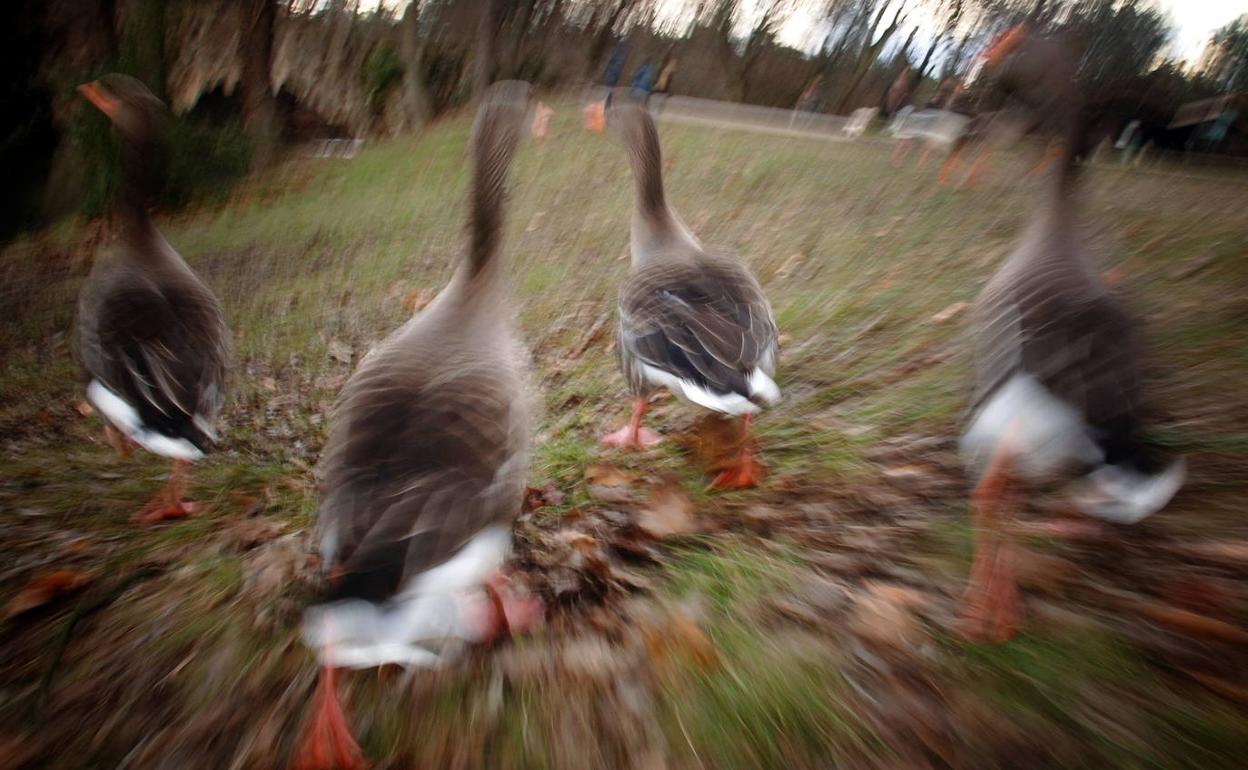 Francia detecta un foco de gripe aviar en una granja en las Landas