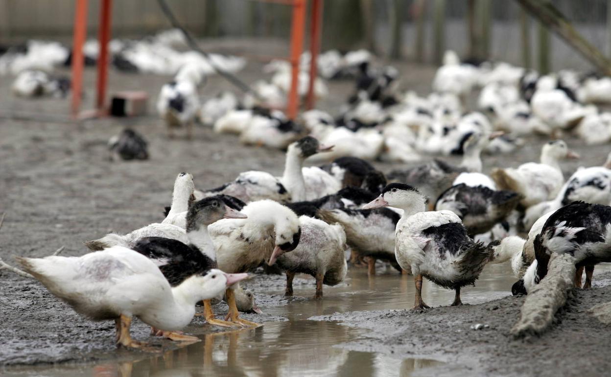 Localizan un segundo foco de gripe aviar en una granja de las Landas