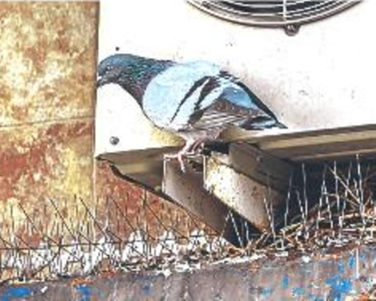 Las palomas, causa de problemas entre comunidades de vecinos.