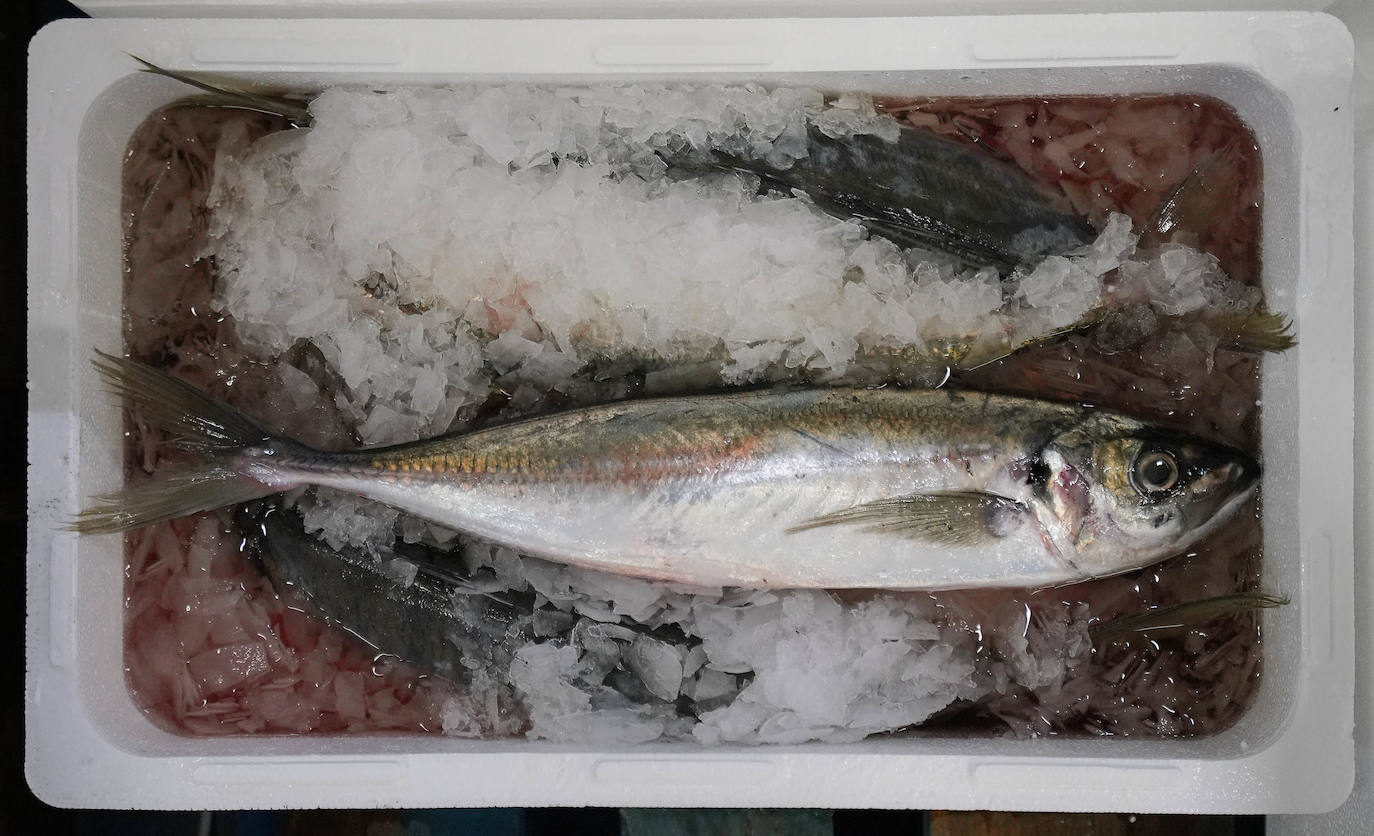 La lonja de Pasaia confirma que la Navidad será distinta, al detectarse en los encargos que las celebraciones van a ser de menos personas. Armadores, vendedores, mayoristas y minoristas trabajan estos días sin descanso para que ninguna familia o establecimiento hostelero se quede estas Navidades sin pescado fresco.