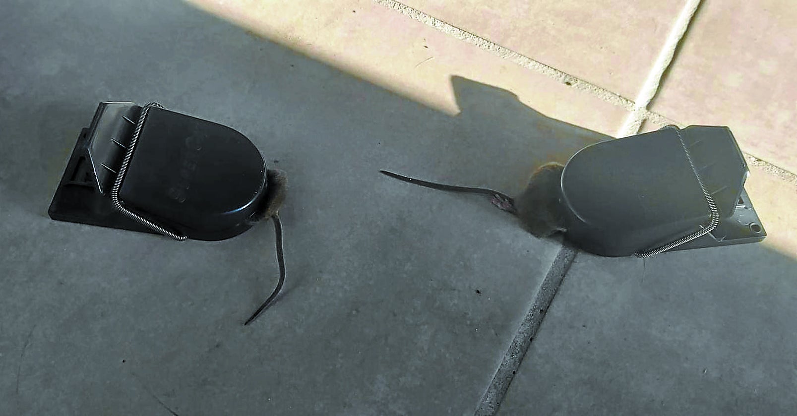 Dos roedores atrapados en algunos de los cepos instalados dentro y fuera de las viviendas por los vecinos de la plaza Wroclaw en Donostia.