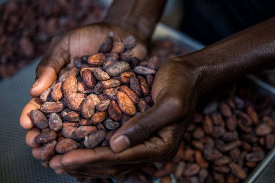 Aunque pequeño frente a los gigantes de América del Sur, Haití está desarrollando lentamente su industria del cacao para garantizar mejores ingresos a miles de agricultores modestos y acabar con el estereotipo del arte gastronómico conocido como el dominio de los países ricos. 