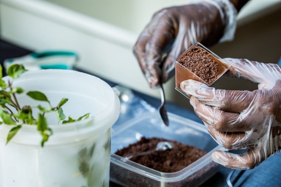 Aunque pequeño frente a los gigantes de América del Sur, Haití está desarrollando lentamente su industria del cacao para garantizar mejores ingresos a miles de agricultores modestos y acabar con el estereotipo del arte gastronómico conocido como el dominio de los países ricos. 