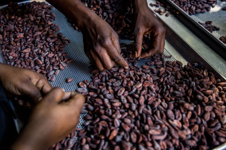 Aunque pequeño frente a los gigantes de América del Sur, Haití está desarrollando lentamente su industria del cacao para garantizar mejores ingresos a miles de agricultores modestos y acabar con el estereotipo del arte gastronómico conocido como el dominio de los países ricos. 
