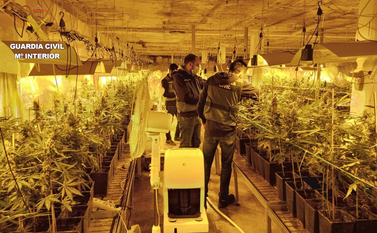 Zumaia: La Guardia Civil desmantela una plantación de marihuana en una nave agrícola