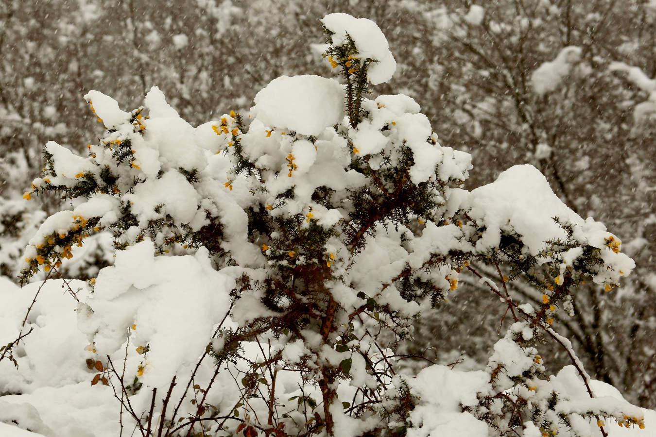 El Departamento vasco de Seguridad mantiene para este martes el aviso amarillo ante la previsión de que la cota de nieve pueda situarse entre los 200 y los 400 metros. Asimismo, se activará aviso amarillo para esta próxima jornada y la del miércoles por riesgo de heladas en el interior.