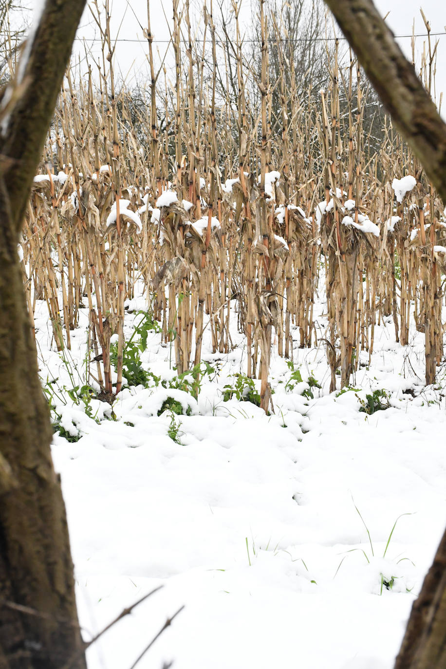 Multitud de personas han disfrutado de la nieve en puntos como el monte Uzturre, Larraiz, el alto de Arrate o la ermita de La Antigua. También se han teñido de blanco los pueblos de Albiztur, Gaztelu, Izaskun, Alkiza y Leaburu.