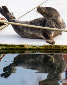 Imagen secundaria 2 - Piragüistas pasando al lado del animal. 