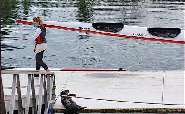 Imagen principal - Piragüistas pasando al lado del animal. 