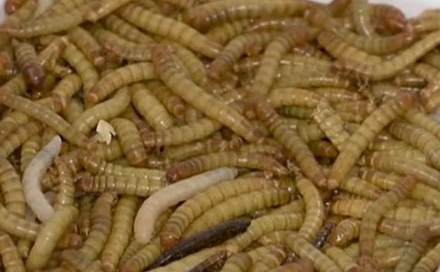 Gusano de la harina.