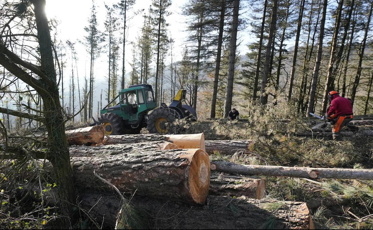 Tala de pinos afectados por la banda marrón en un bosque de Berastegi durante el pasado mes de diciembre. 