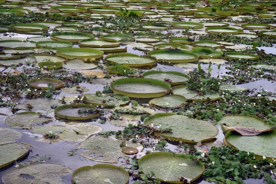 La bahía de Asunción, bañada por el río Paraguay, se ha visto enriquecida en los últimos días con la reaparición del Yakaré Yrupé (Victoria cruziana), tras diez años sin su presencia y pese a ser parte de la flora habitual de esa zona, una de las reservas ecológicas de la capital. La planta, considerada autóctona del río Paraguay, se encontraba en la lista de especies en peligro de extinción del país, de ahí que su renacer se haya recibido con esperanza y, a la vez, con cautela, ya que su ciclo de reproducción es frágil y puede verse afectado por la intervención humana. 
