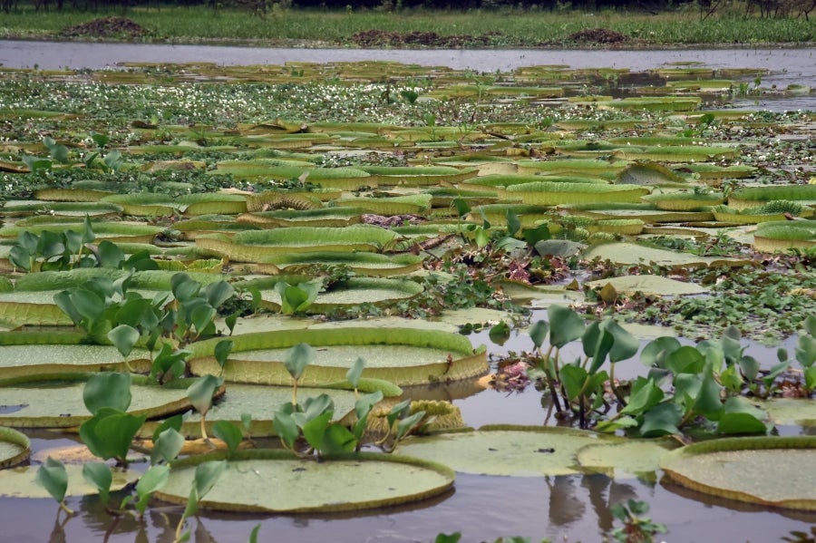 La bahía de Asunción, bañada por el río Paraguay, se ha visto enriquecida en los últimos días con la reaparición del Yakaré Yrupé (Victoria cruziana), tras diez años sin su presencia y pese a ser parte de la flora habitual de esa zona, una de las reservas ecológicas de la capital. La planta, considerada autóctona del río Paraguay, se encontraba en la lista de especies en peligro de extinción del país, de ahí que su renacer se haya recibido con esperanza y, a la vez, con cautela, ya que su ciclo de reproducción es frágil y puede verse afectado por la intervención humana. 