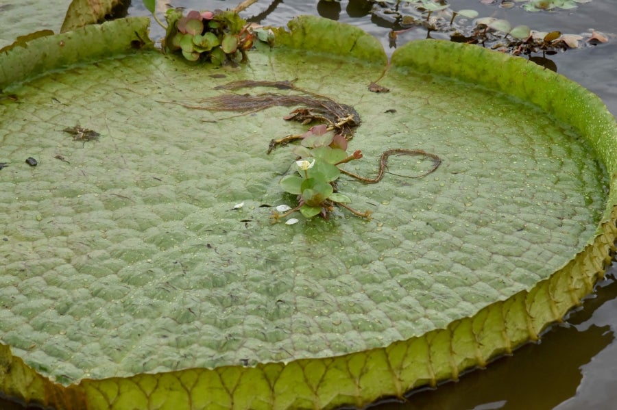 La bahía de Asunción, bañada por el río Paraguay, se ha visto enriquecida en los últimos días con la reaparición del Yakaré Yrupé (Victoria cruziana), tras diez años sin su presencia y pese a ser parte de la flora habitual de esa zona, una de las reservas ecológicas de la capital. La planta, considerada autóctona del río Paraguay, se encontraba en la lista de especies en peligro de extinción del país, de ahí que su renacer se haya recibido con esperanza y, a la vez, con cautela, ya que su ciclo de reproducción es frágil y puede verse afectado por la intervención humana. 