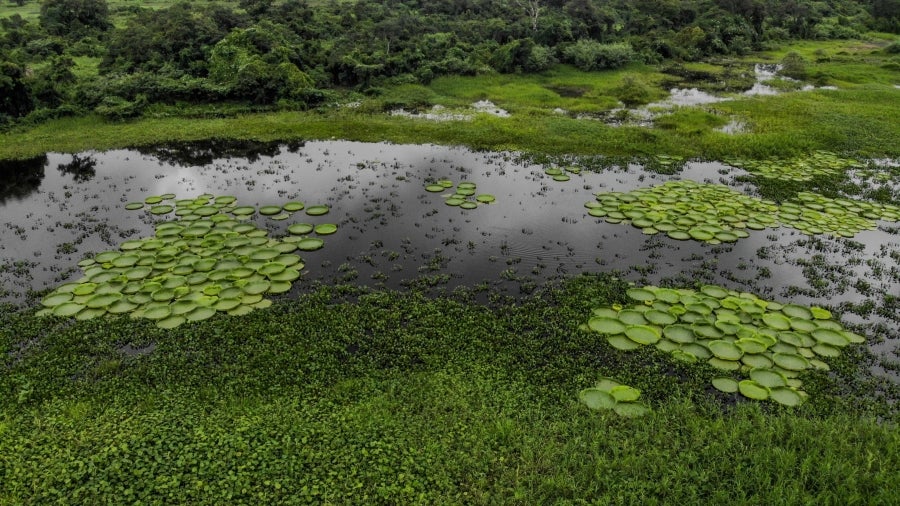 La bahía de Asunción, bañada por el río Paraguay, se ha visto enriquecida en los últimos días con la reaparición del Yakaré Yrupé (Victoria cruziana), tras diez años sin su presencia y pese a ser parte de la flora habitual de esa zona, una de las reservas ecológicas de la capital. La planta, considerada autóctona del río Paraguay, se encontraba en la lista de especies en peligro de extinción del país, de ahí que su renacer se haya recibido con esperanza y, a la vez, con cautela, ya que su ciclo de reproducción es frágil y puede verse afectado por la intervención humana. 