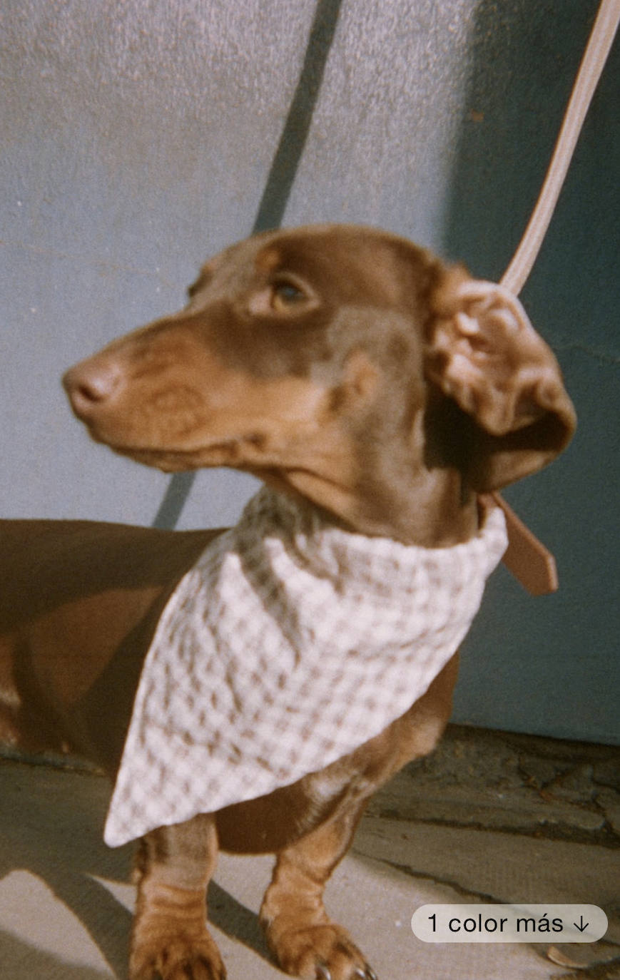 Siguiendo con la tónica de los últimos meses, Zara ha sorprendido con el lanzamiento de la colección 'Pet', dentro de las líneas existentes en el catálogo de la empresa