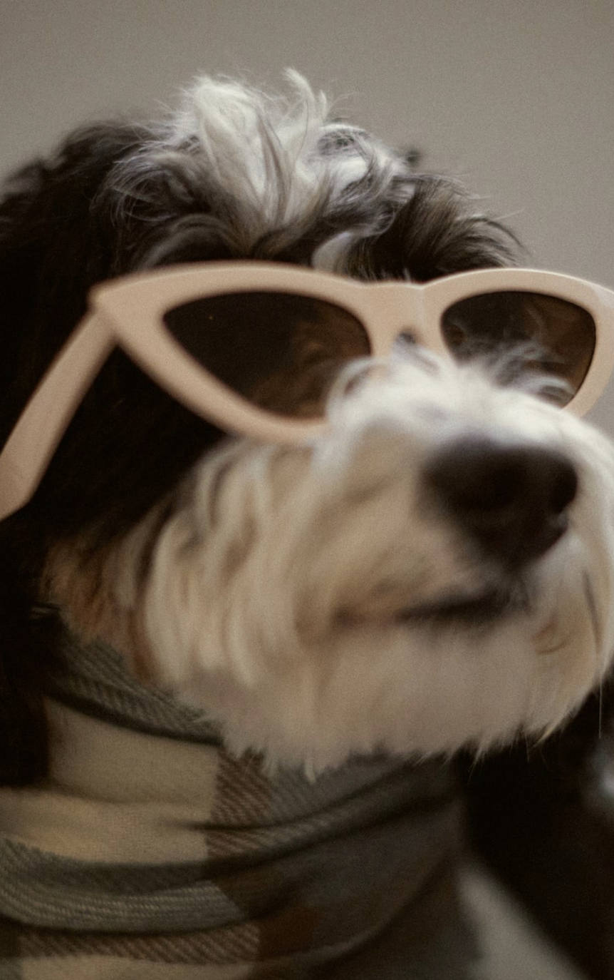 Siguiendo con la tónica de los últimos meses, Zara ha sorprendido con el lanzamiento de la colección 'Pet', dentro de las líneas existentes en el catálogo de la empresa