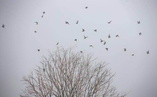 Orientación en la migración animal