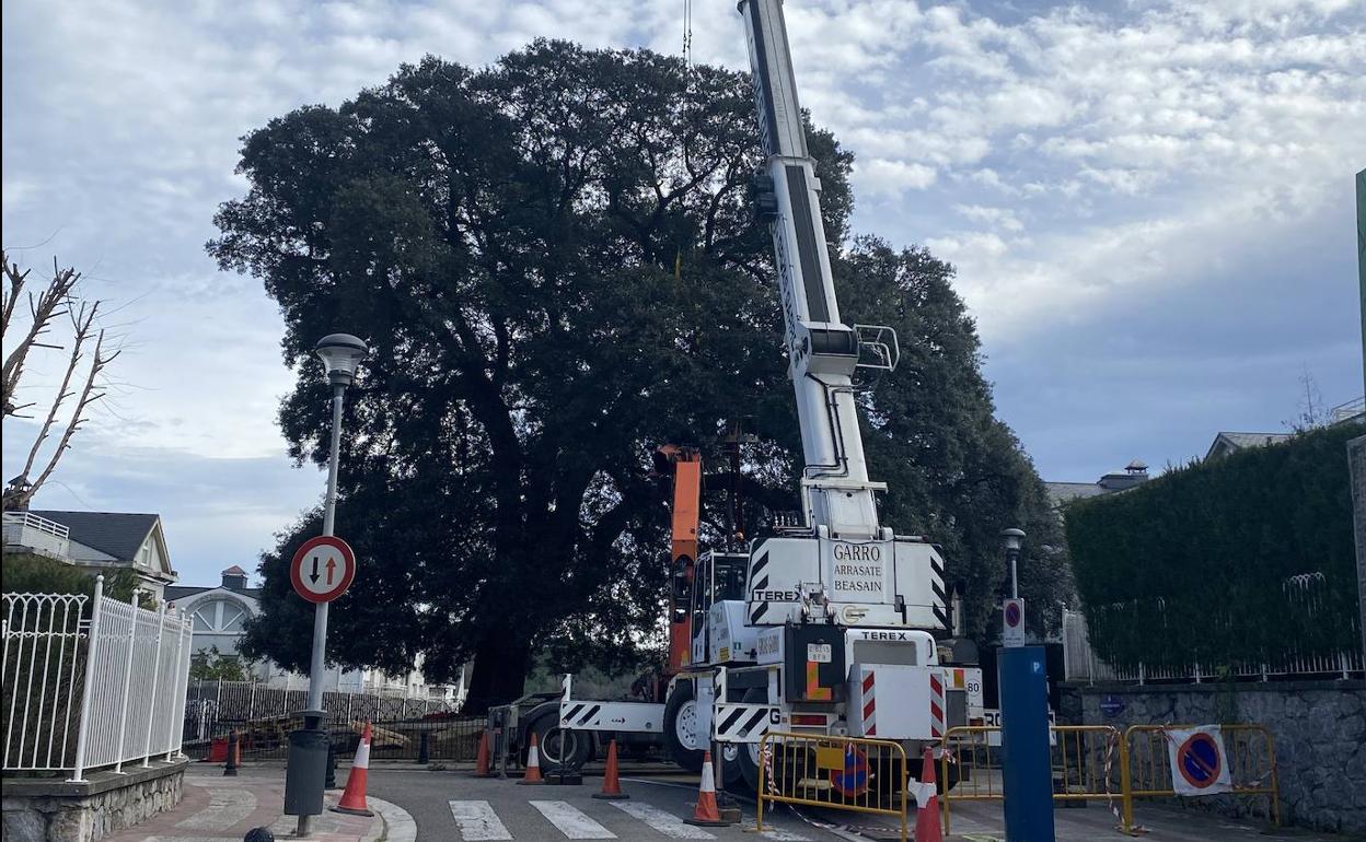 La gran grúa trabajando en las tareas de mantenimiento de la encina de Berio