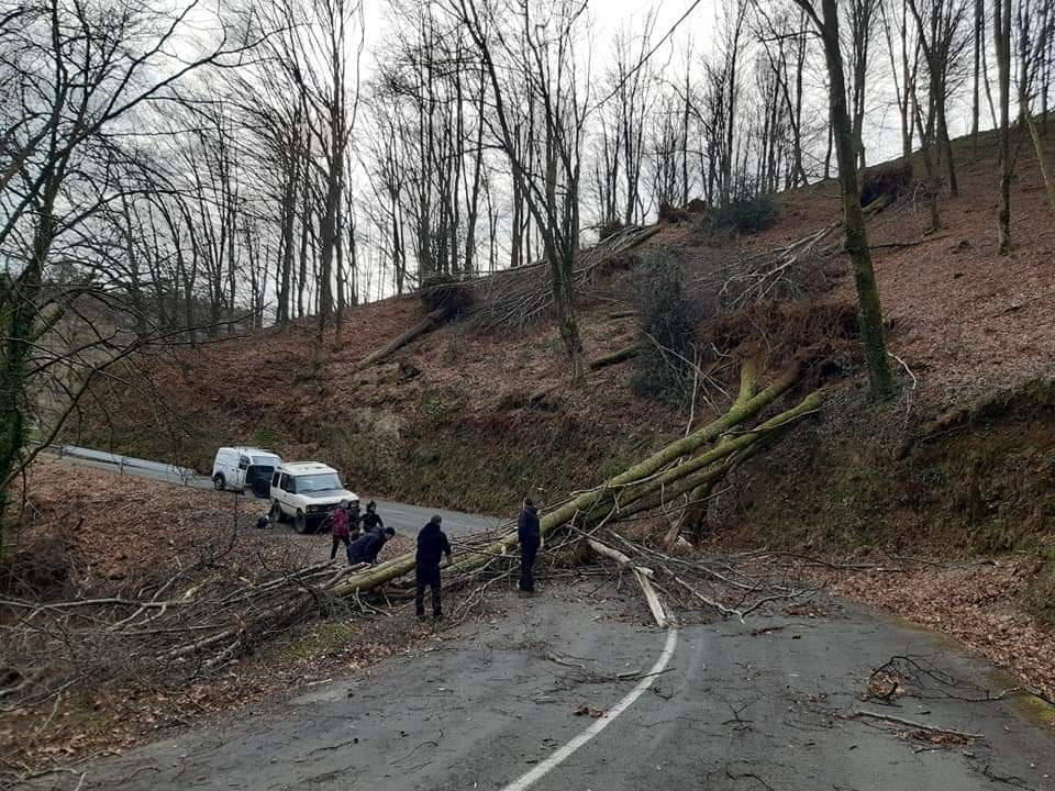 Un árbol de grandes dimensiones se ha caído en la plazoleta del Junkal de Irun. 