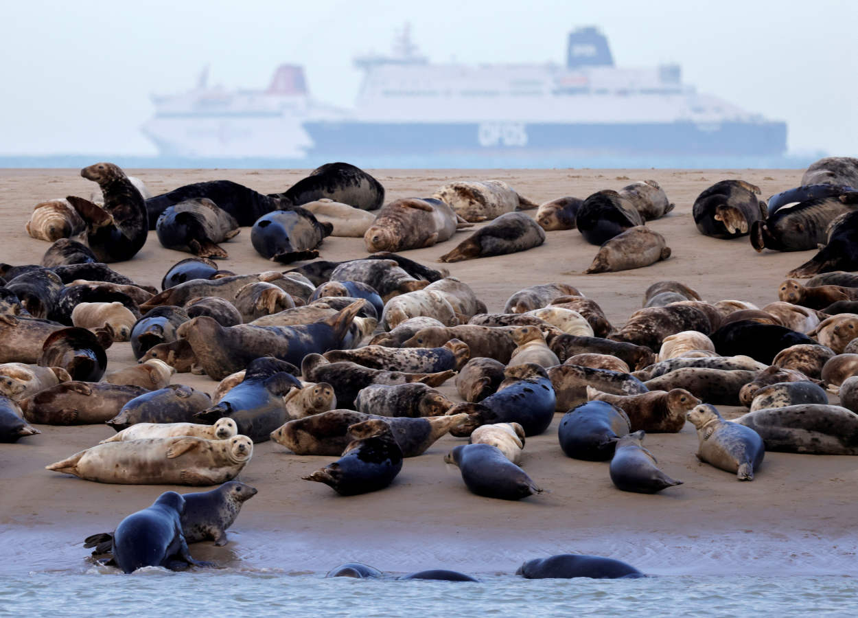 Fotos: Las focas regresan a la costa norte de Francia