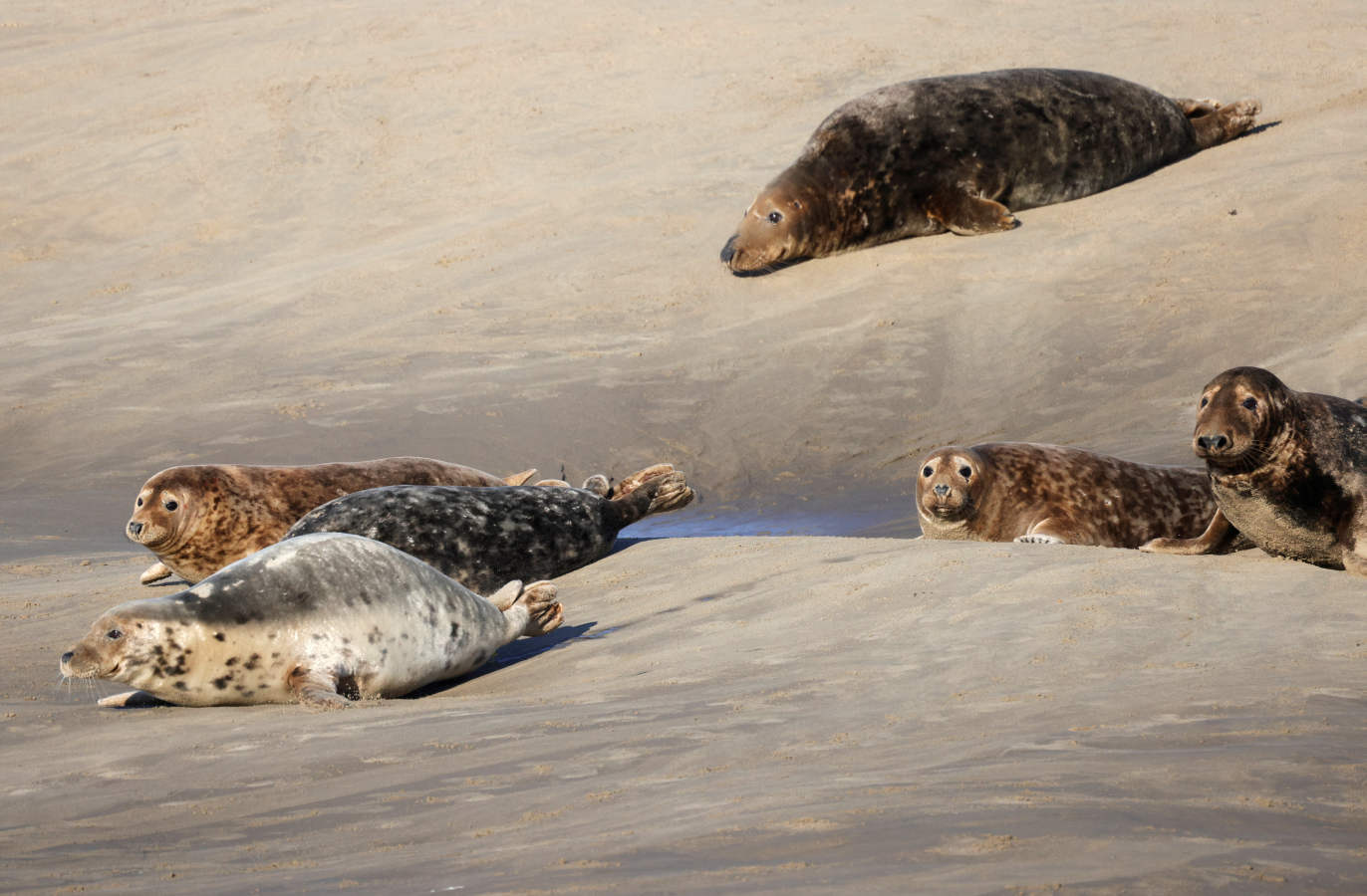 Fotos: Las focas regresan a la costa norte de Francia
