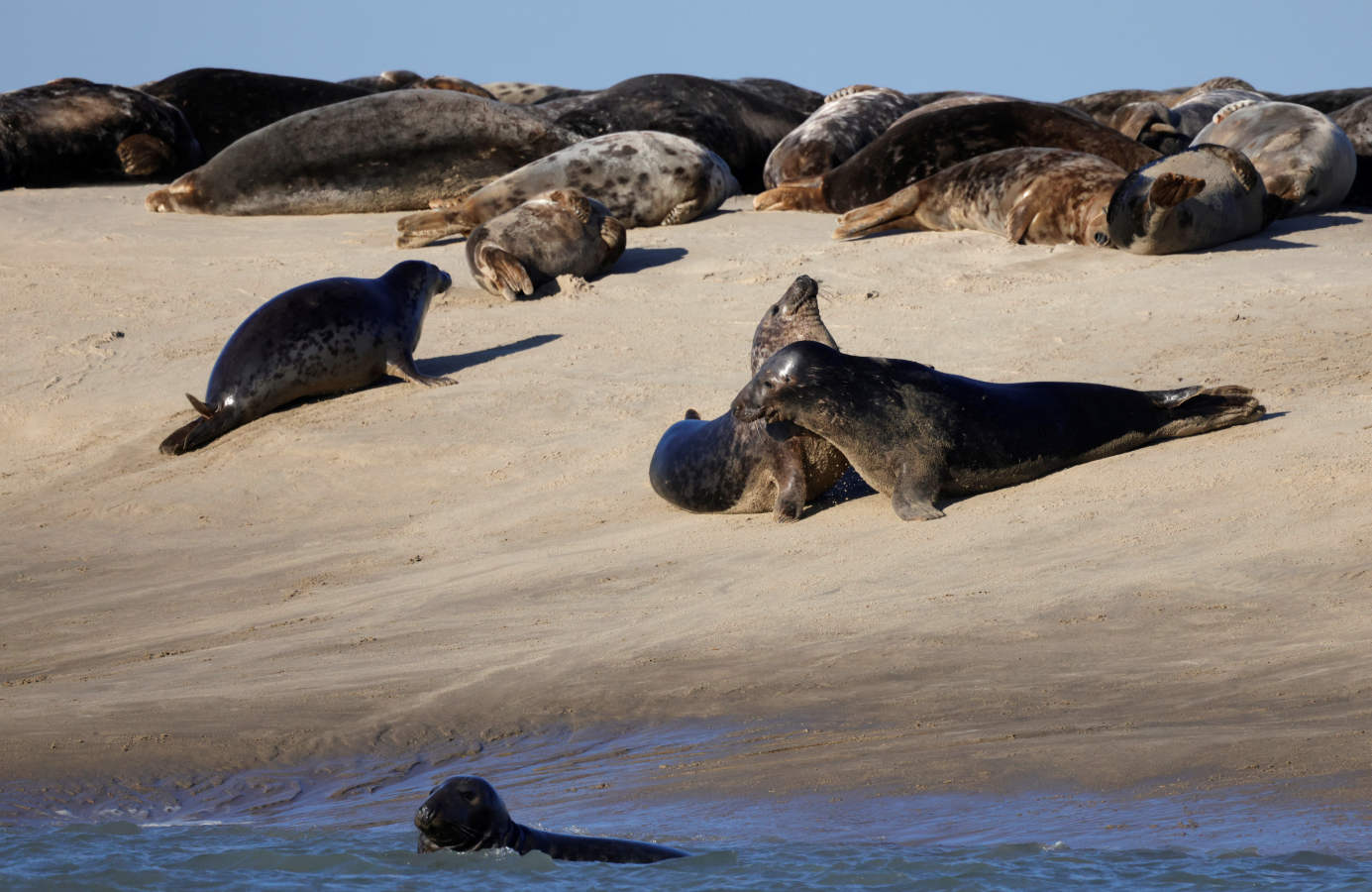 Fotos: Las focas regresan a la costa norte de Francia