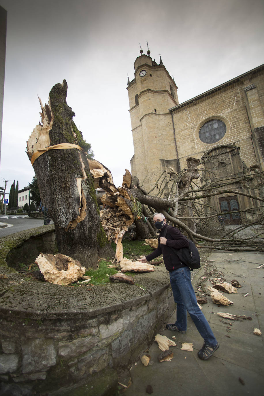 Un árbol de grandes dimensiones se ha caído en la plazoleta del Junkal de Irun. 